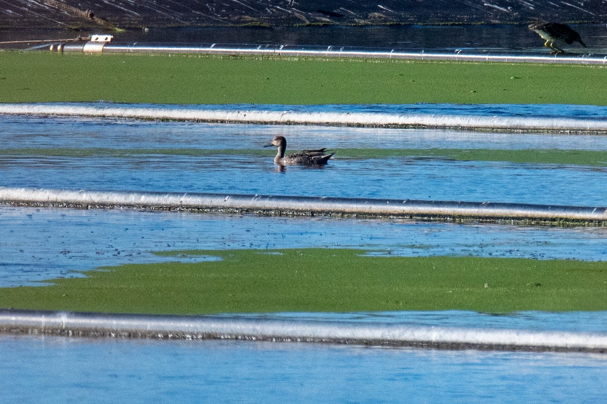 Шовтгор алаг нугас - ML644496976