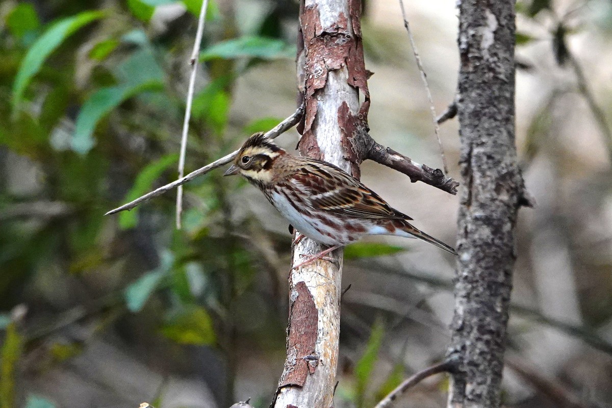 Rustic Bunting - ML644496979