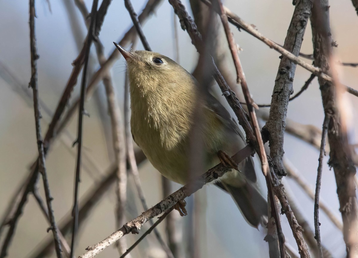 Ruby-crowned Kinglet - ML644496988