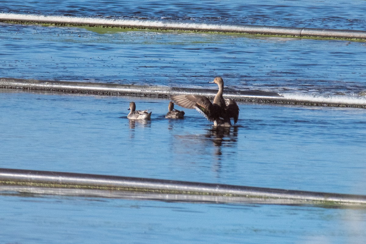 Шовтгор алаг нугас - ML644496989