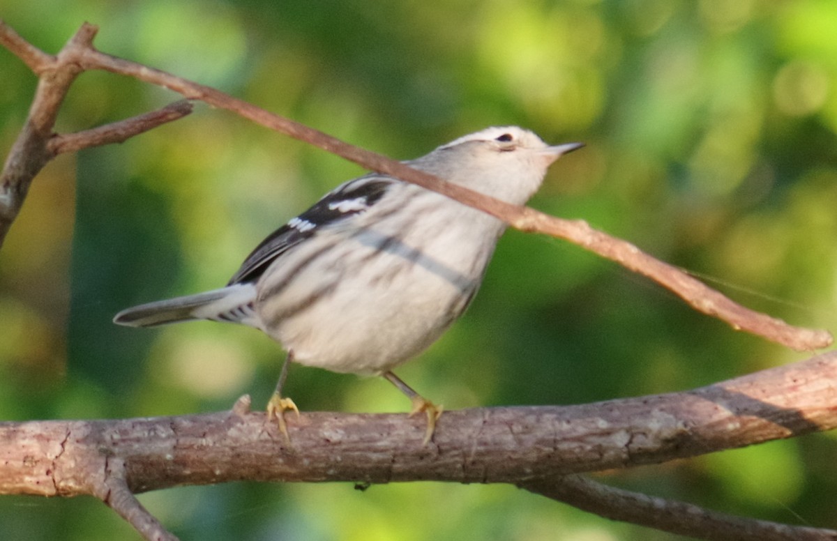 Пищуховая древесница - ML644496990