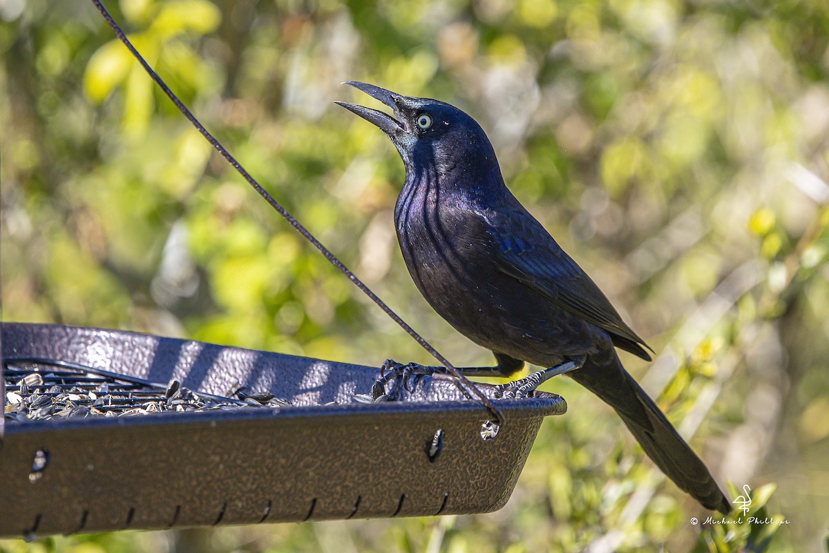 Purpurgrackel - ML644496993