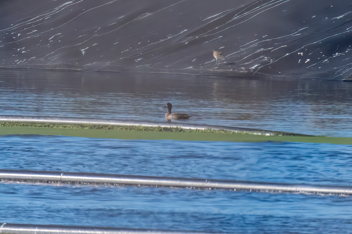 Lesser Scaup - ML644497002
