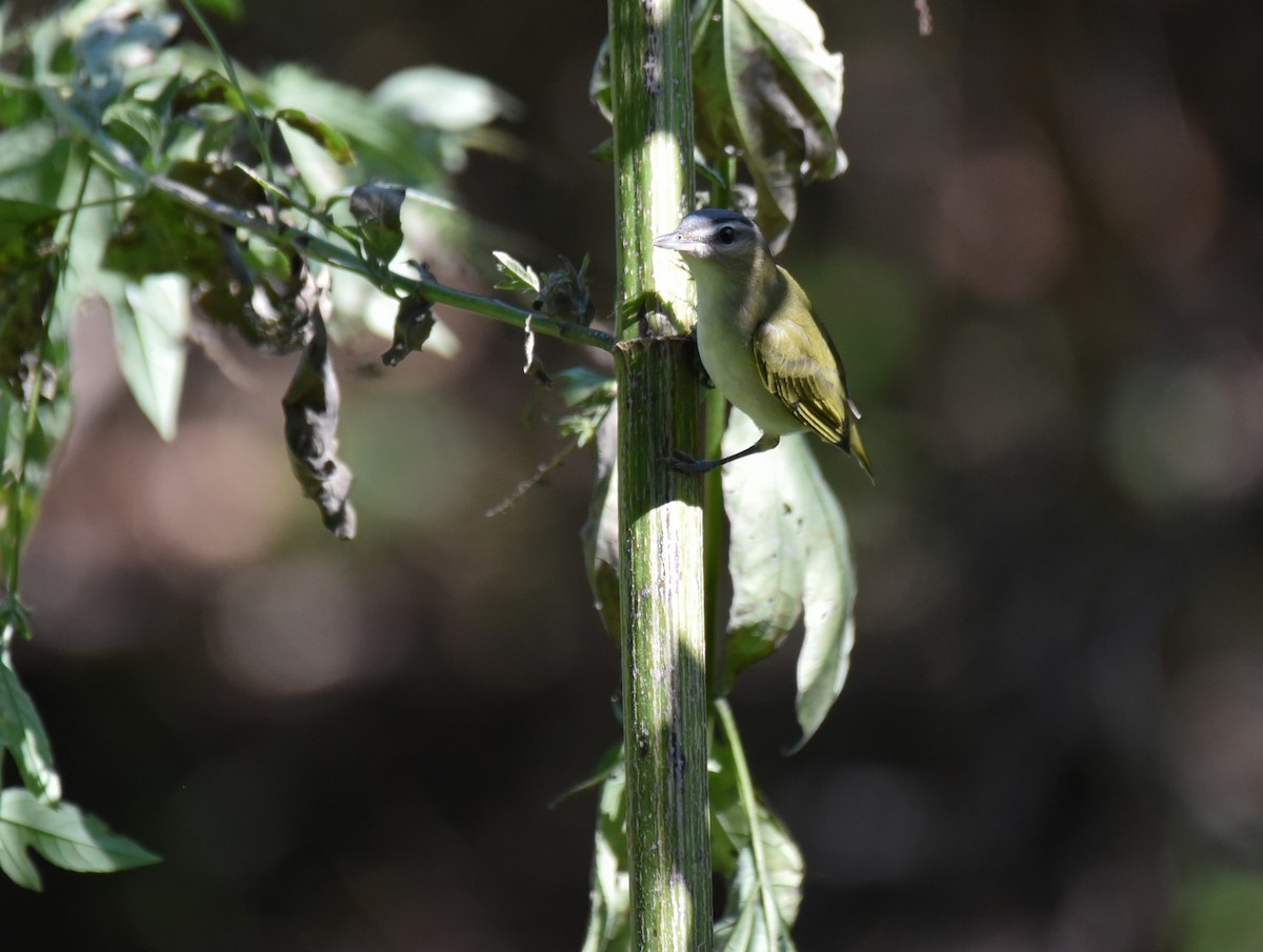 アカメモズモドキ - ML644497003