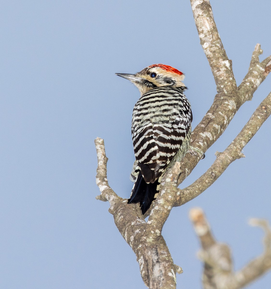 Ladder-backed Woodpecker - ML644497018