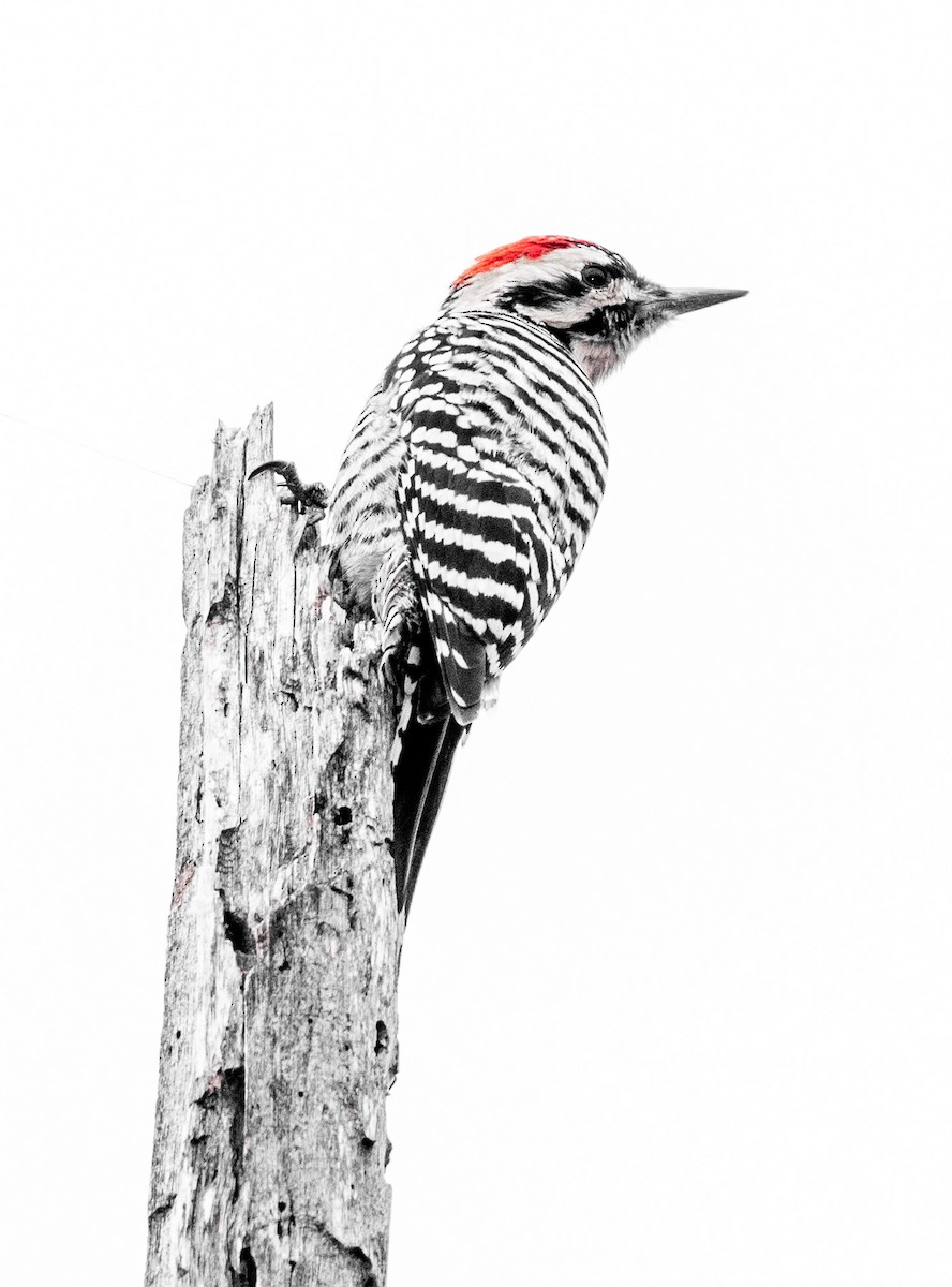 Ladder-backed Woodpecker - ML644497019