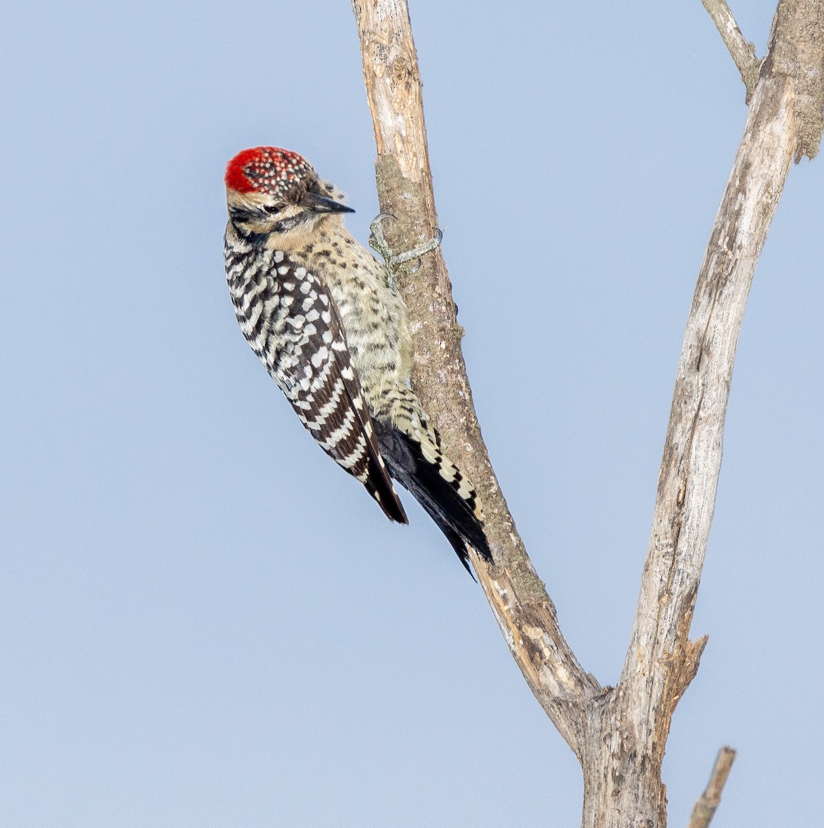 Ladder-backed Woodpecker - ML644497020