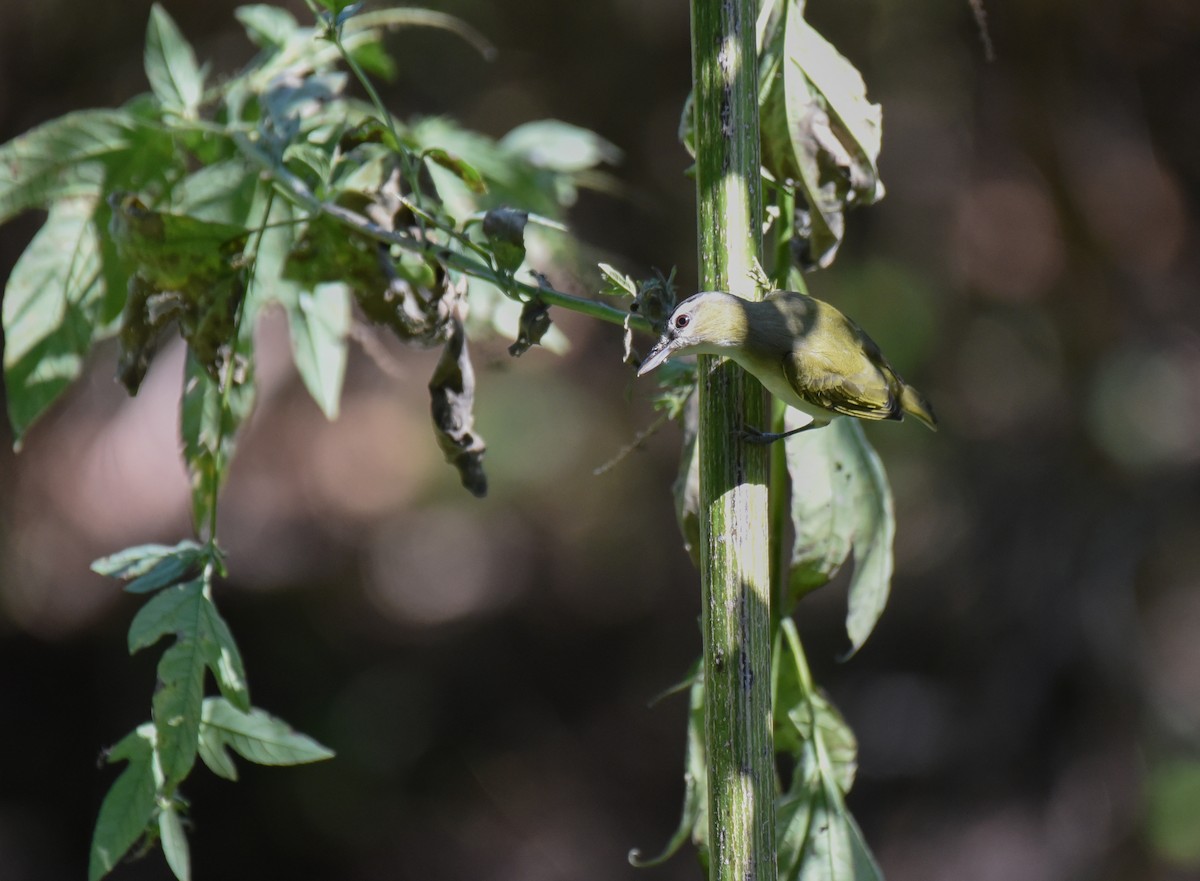 アカメモズモドキ - ML644497033