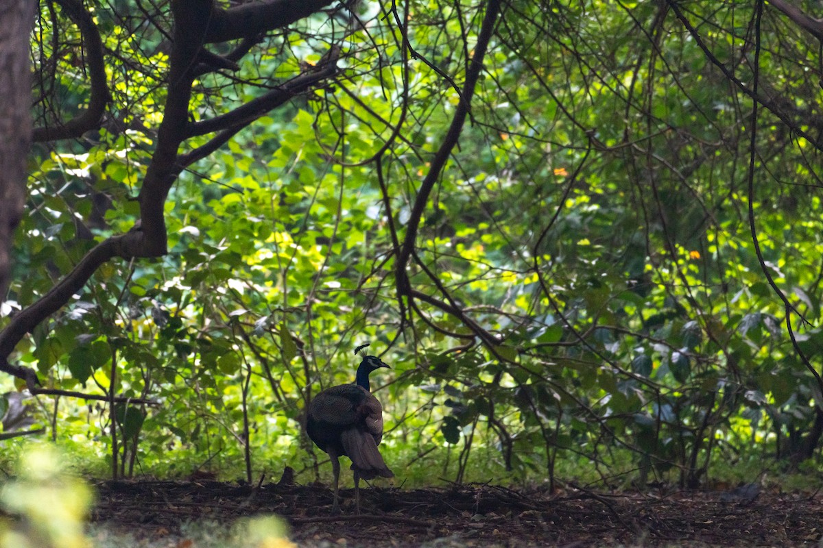 indiapåfugl - ML644497036