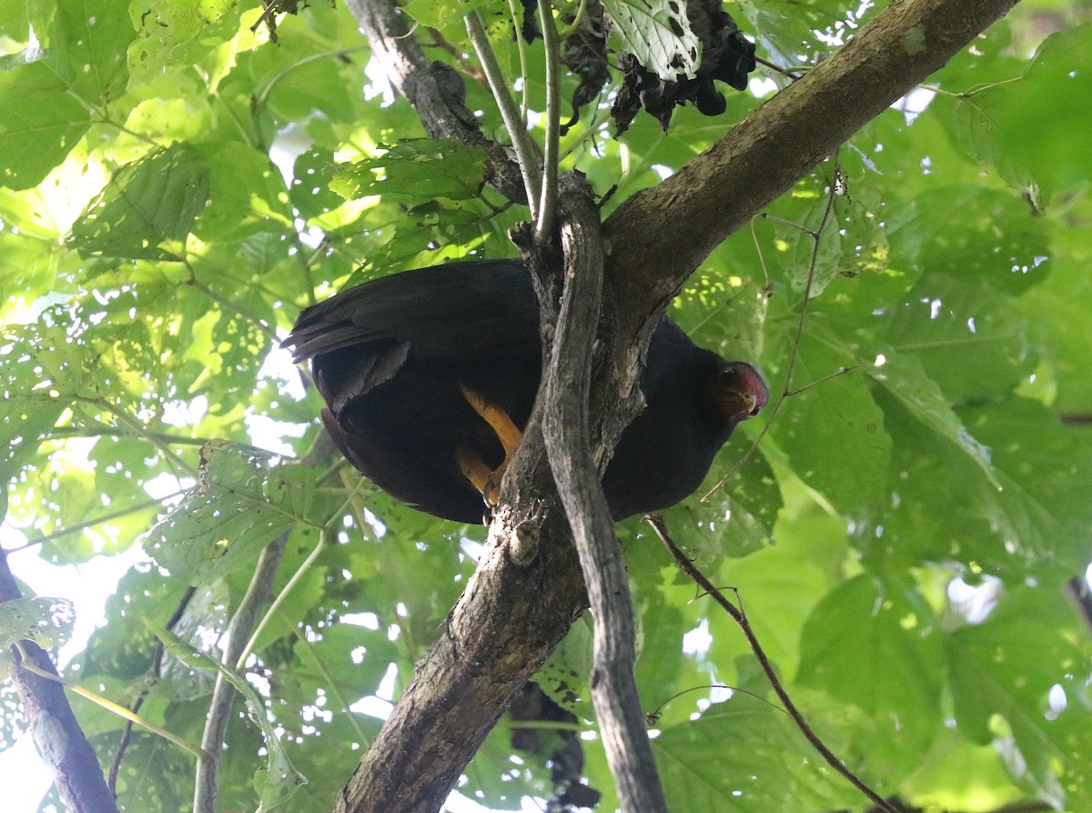 tabon vanuatský - ML644497040