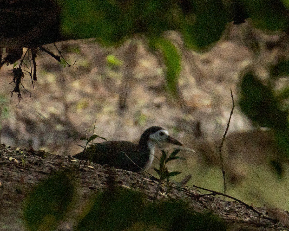 Gallineta Pechiblanca - ML644497042