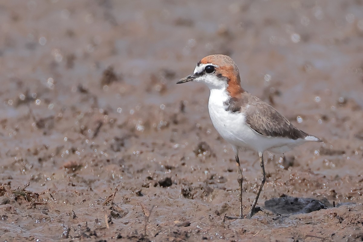 kulík rezavotemenný - ML644497045