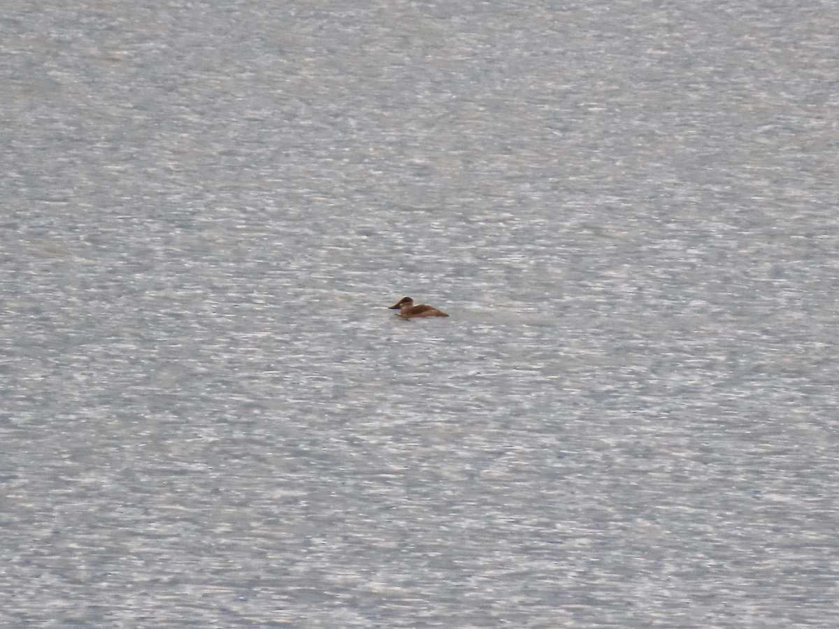 Gobbo della Giamaica - ML644497047