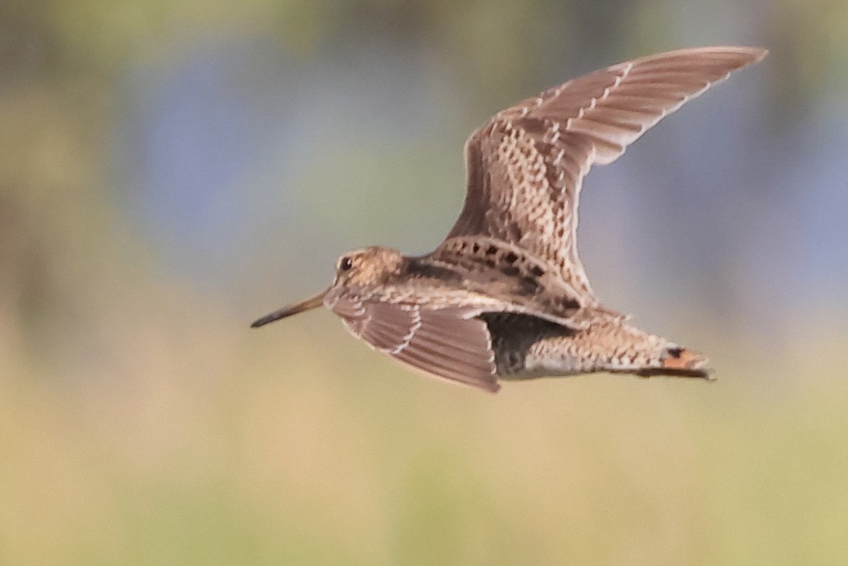 Latham's Snipe - ML644497066