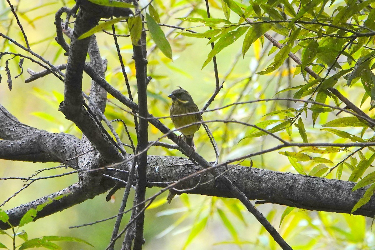 Masked Bunting - ML644497067