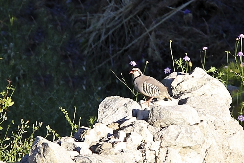 Rock Partridge - ML644497069