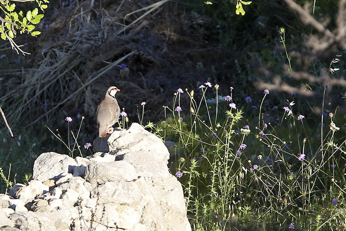 Rock Partridge - ML644497071