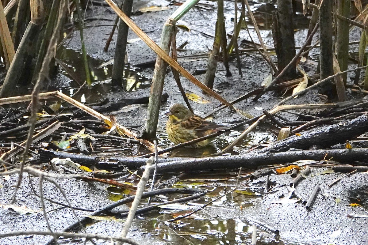 Masked Bunting - ML644497073