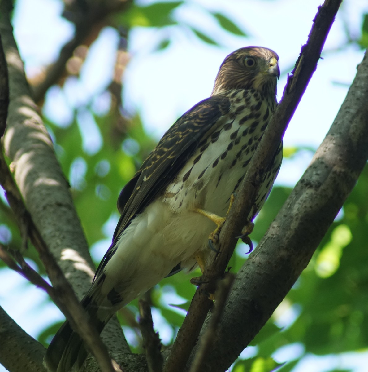 Cooper's Hawk - ML644497085