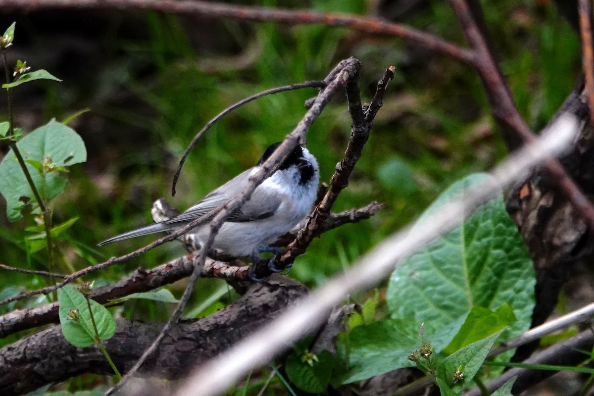 Marsh Tit - ML644497086