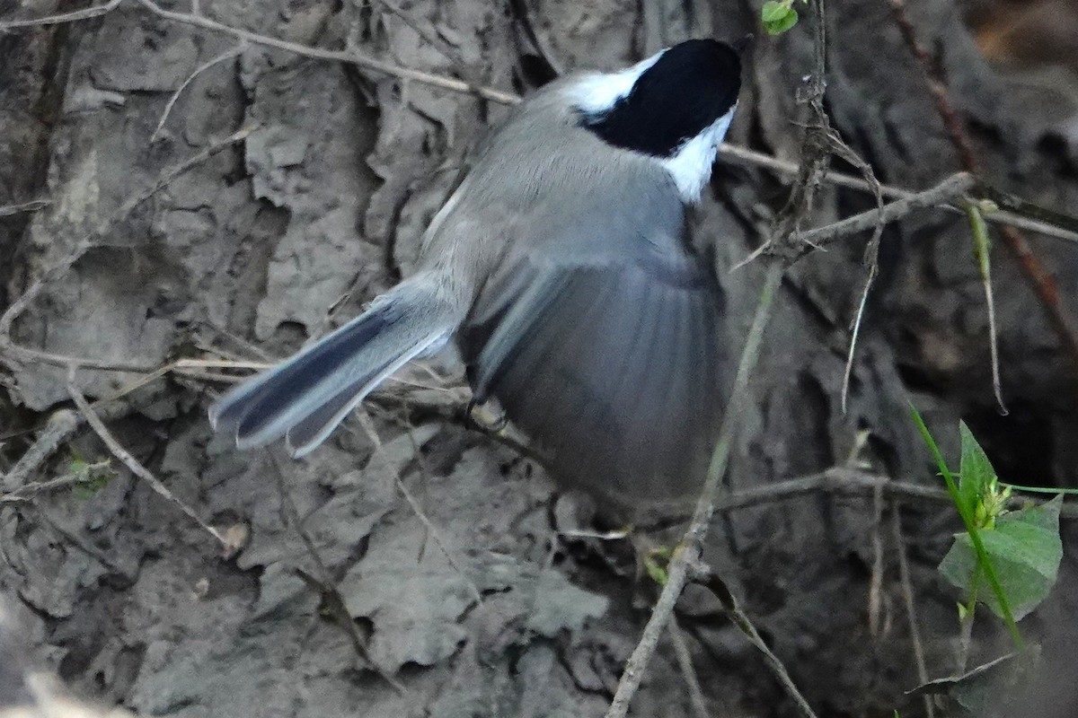Marsh Tit - ML644497088