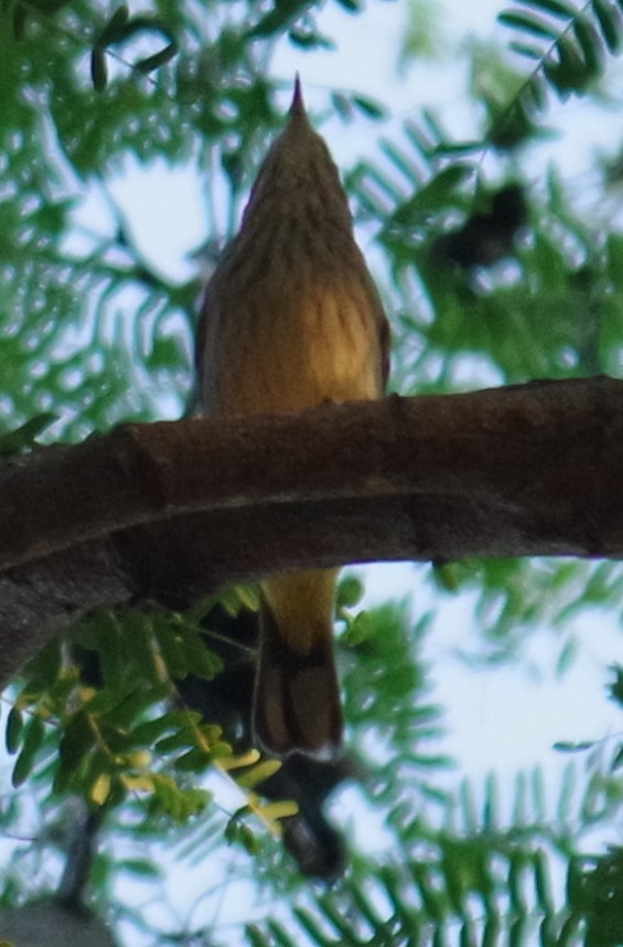 Тигровая древесница - ML644497089