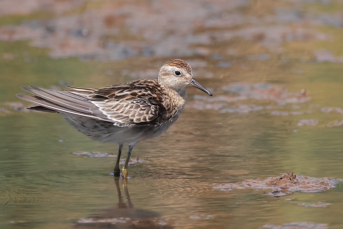 Сүүл элсэг - ML644497090