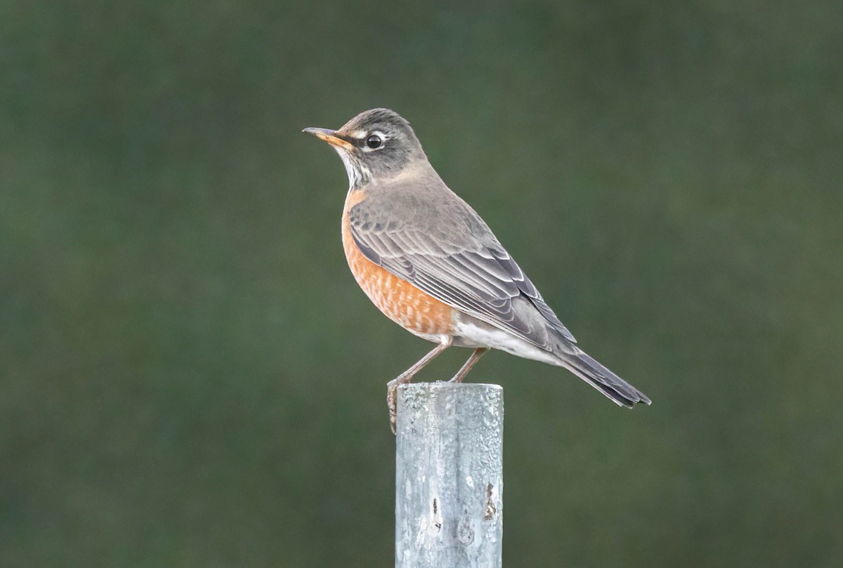 Merle d'Amérique - ML644497091