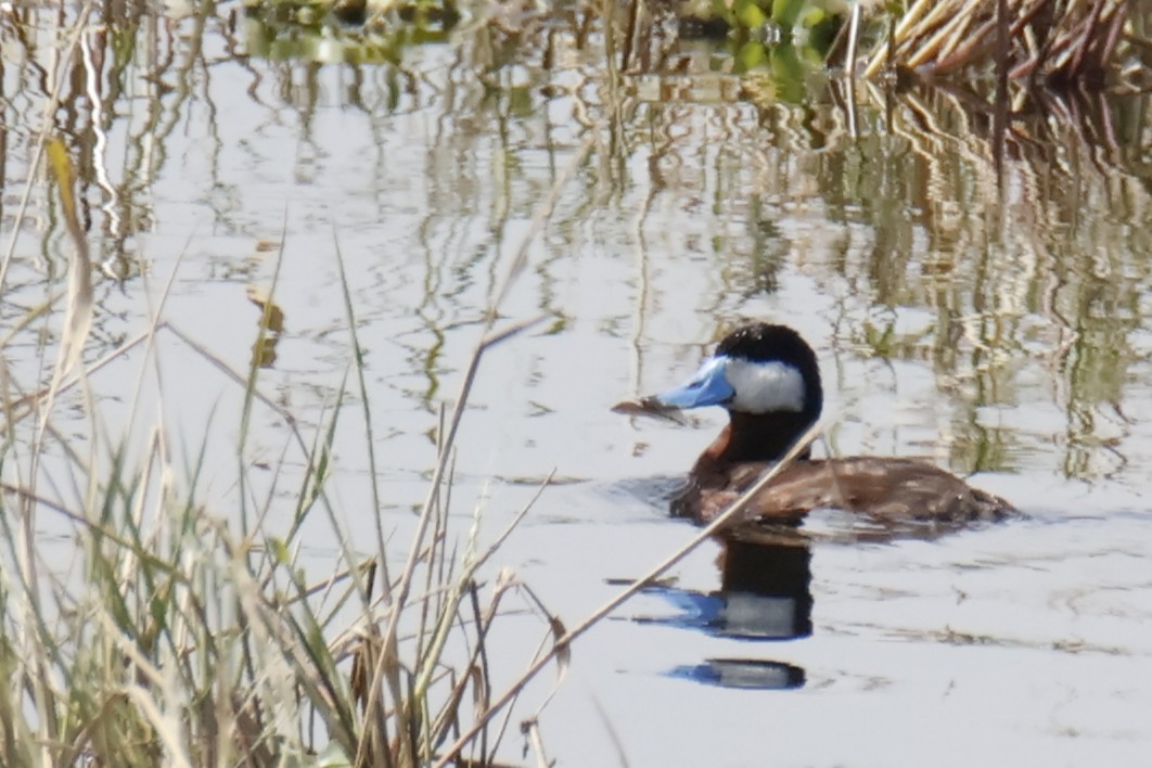 Gobbo della Giamaica - ML644497093