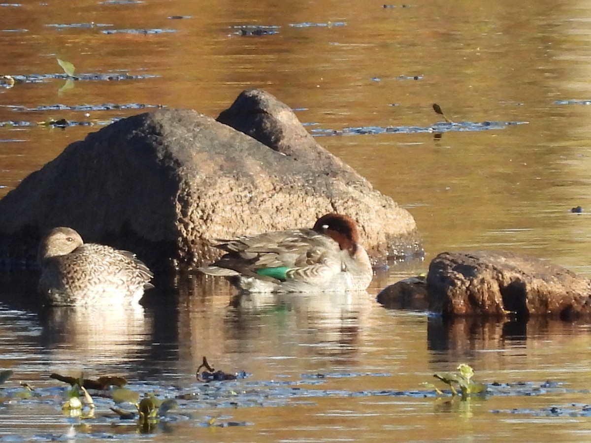 Ногоохон нугас - ML644497094