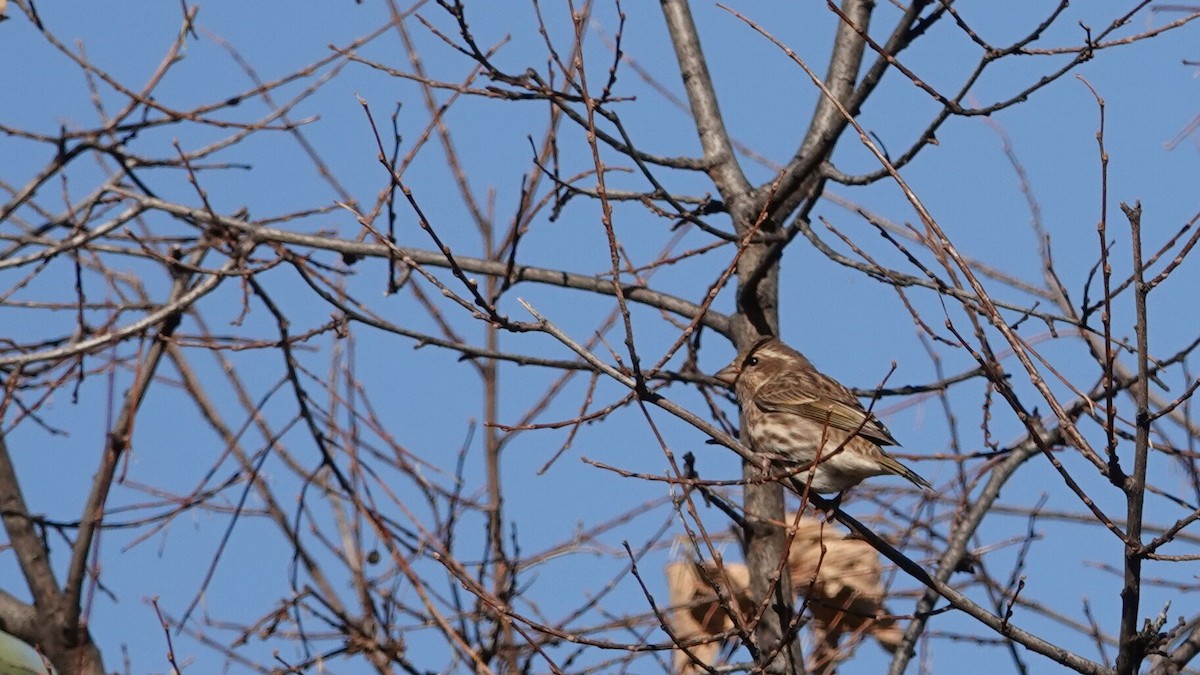 Roselin pourpré - ML644497095