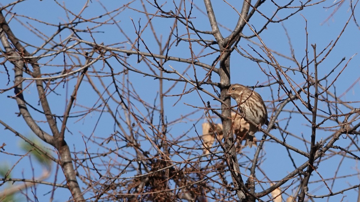 Roselin pourpré - ML644497096