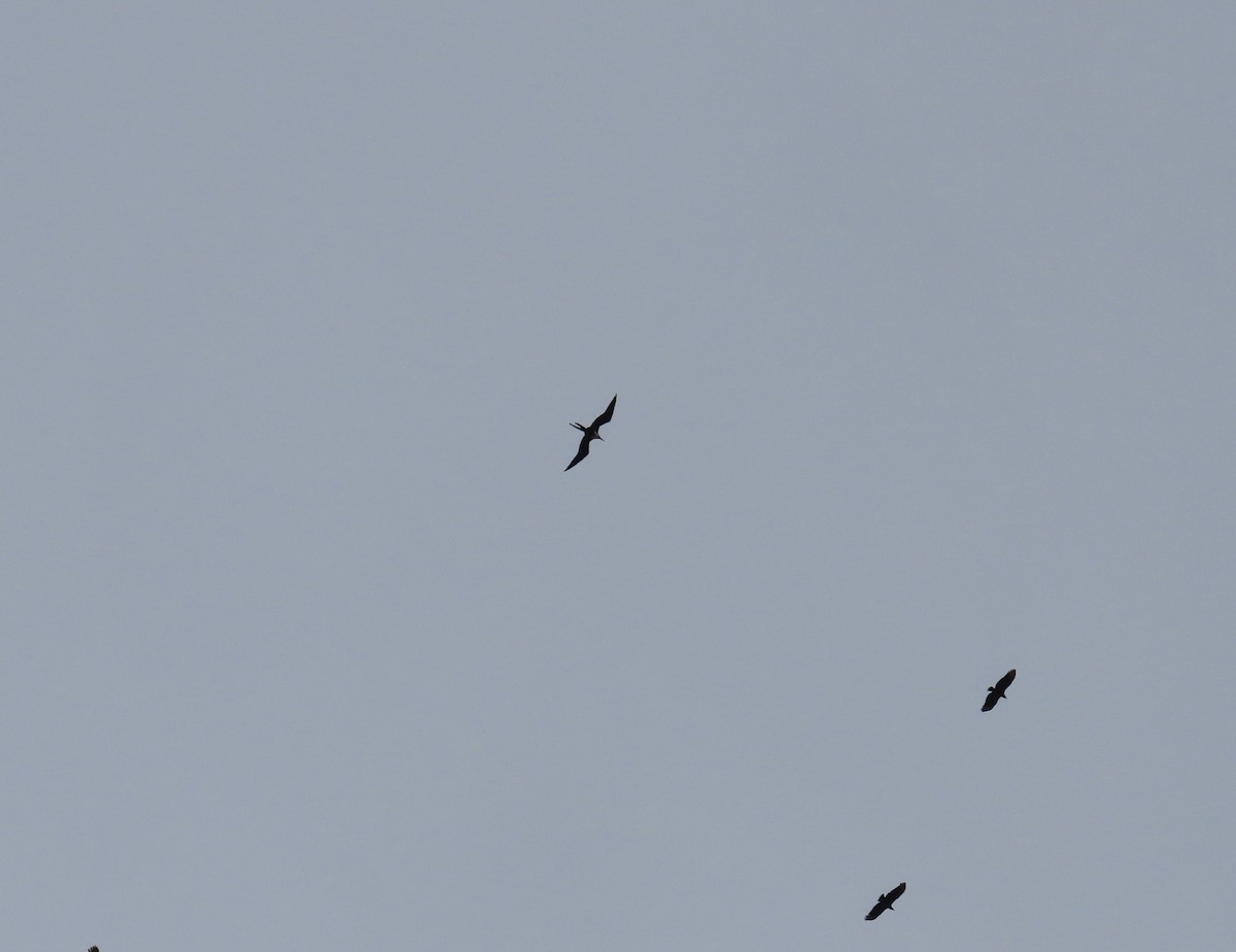 Magnificent Frigatebird - ML644497097