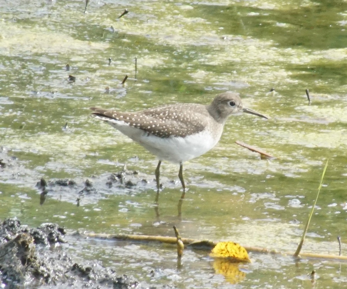 Solitary Sandpiper - ML644497116