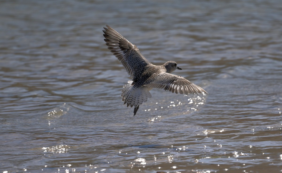 Pluvier argenté - ML644497124