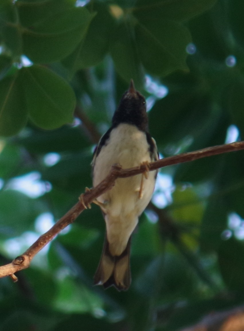 Синеспинная древесница - ML644497153