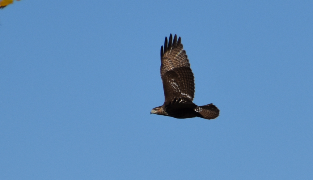Red-tailed Hawk - ML644497154