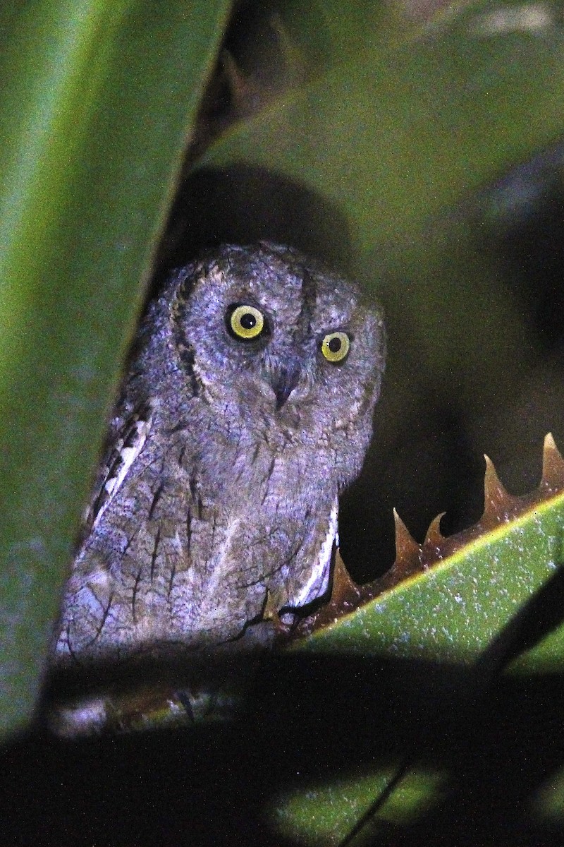 Ердийн орволго - ML644497157