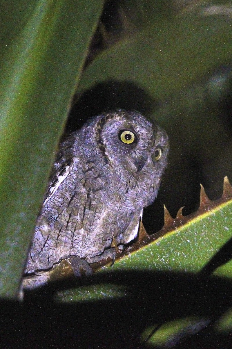 Ердийн орволго - ML644497158