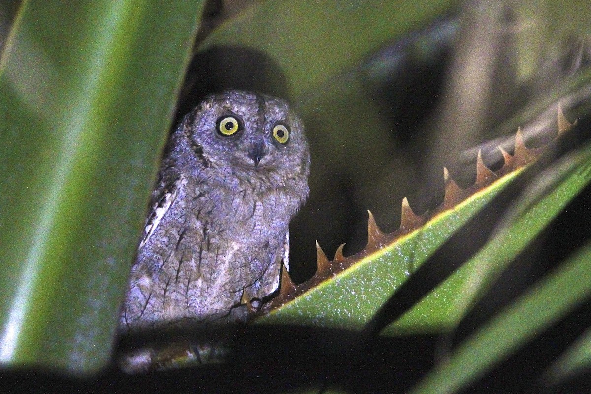 Ердийн орволго - ML644497159