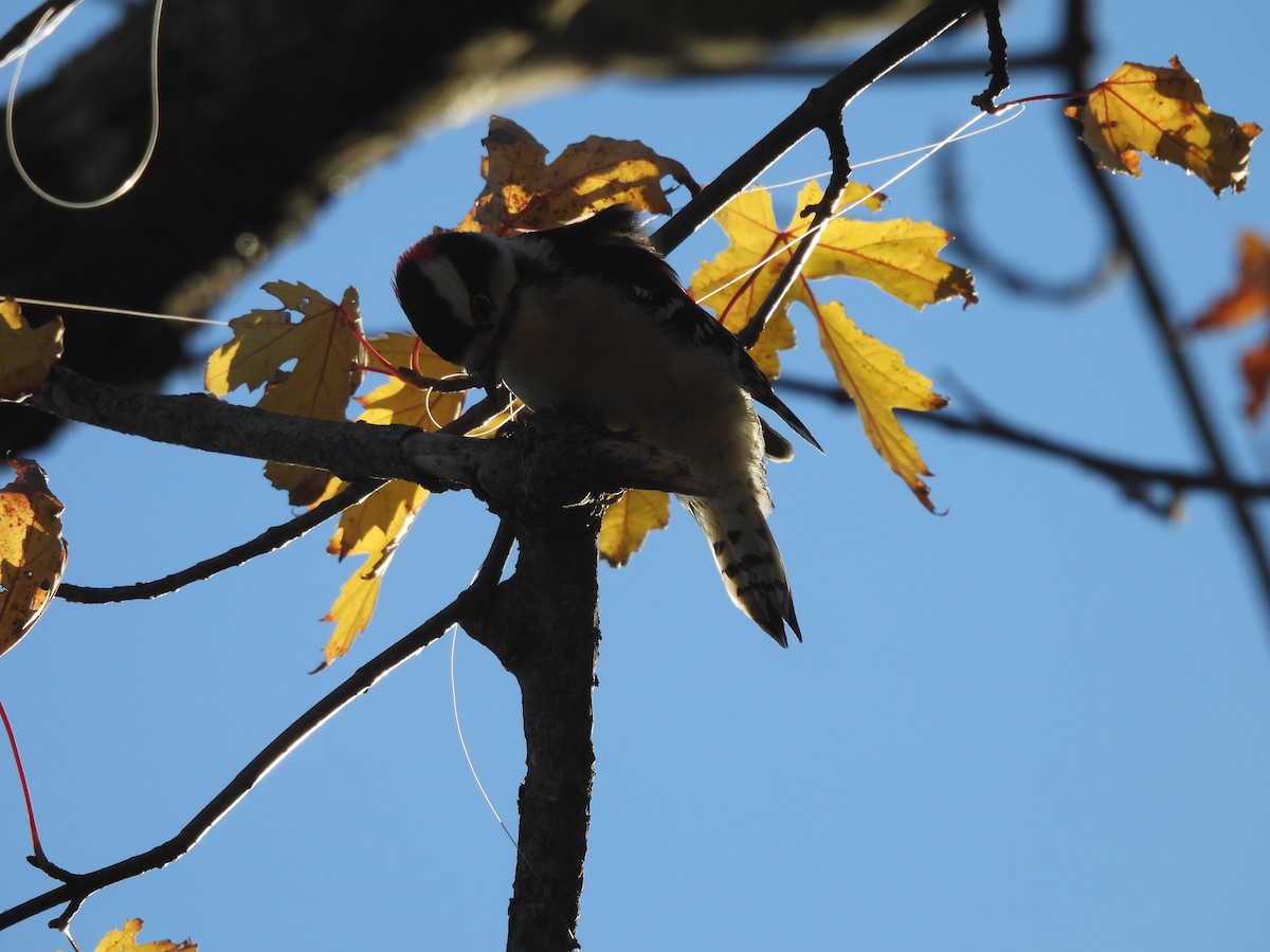 Downy Woodpecker - ML644497160
