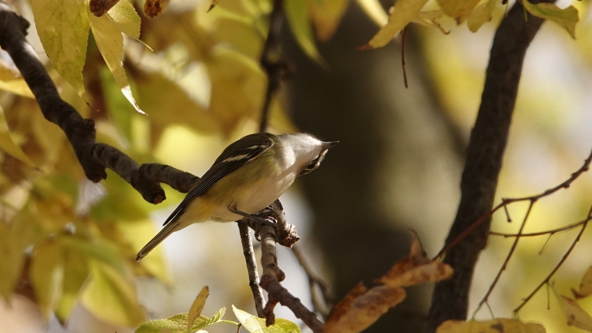 Blue-headed Vireo - ML644497161