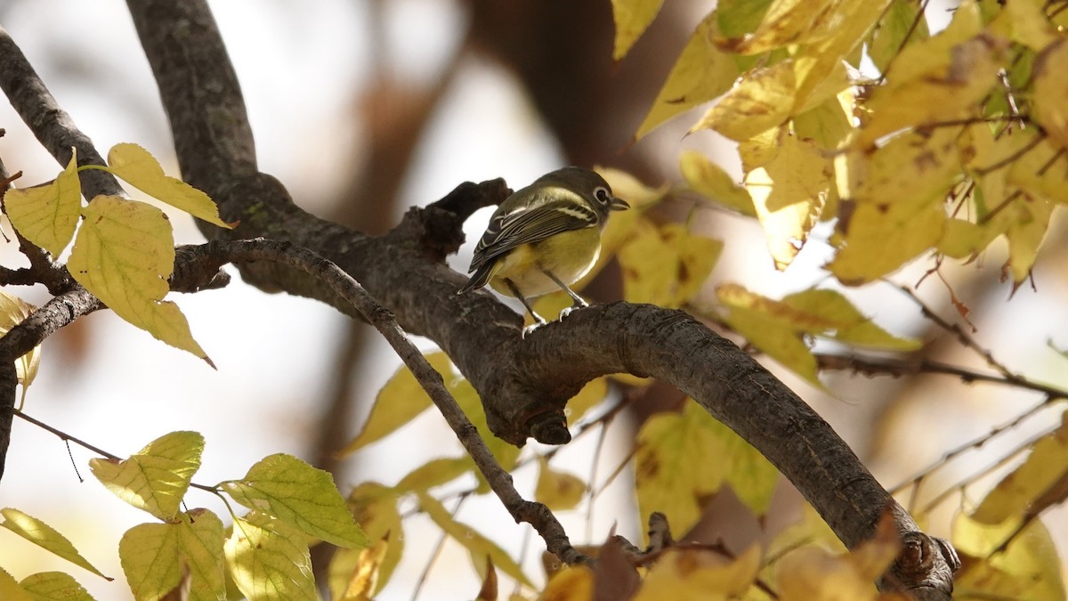 Blue-headed Vireo - ML644497162