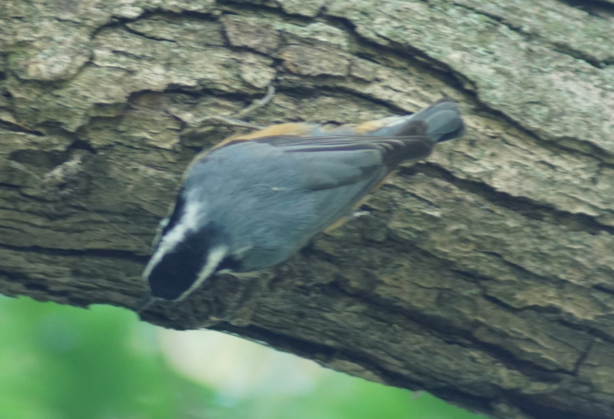 Red-breasted Nuthatch - ML644497165