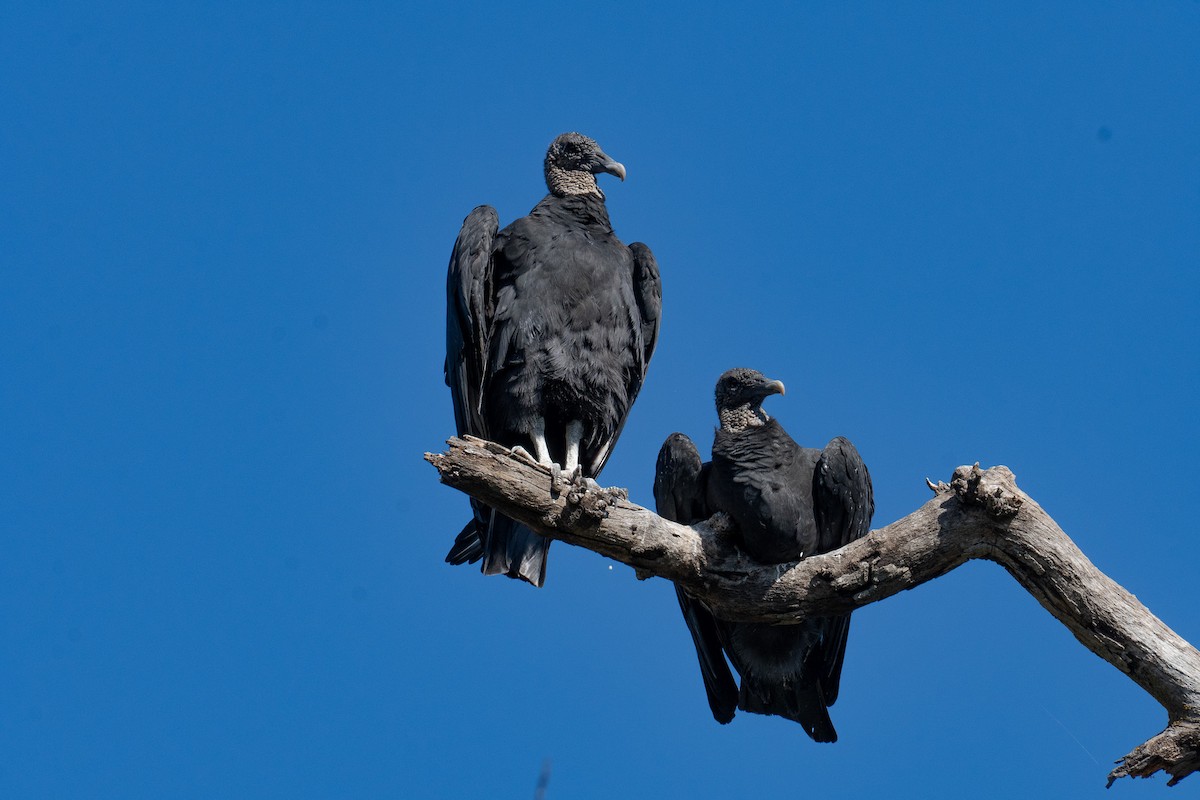 Rabengeier - ML644497166