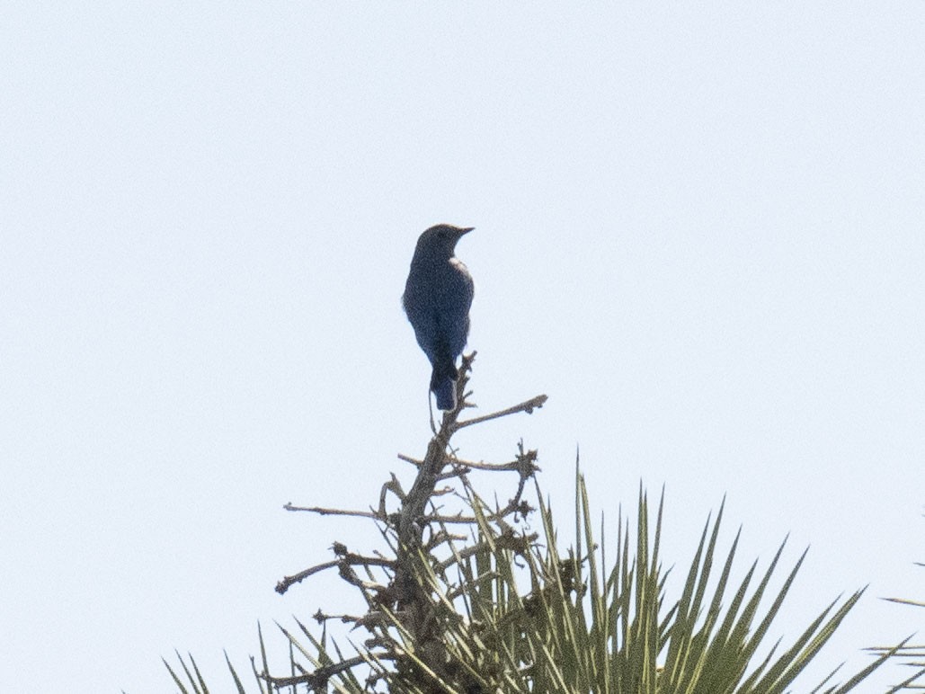 Merlebleu azuré - ML644497177