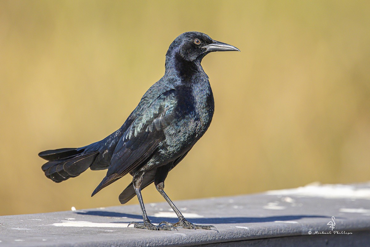 Quiscale des marais - ML644497181