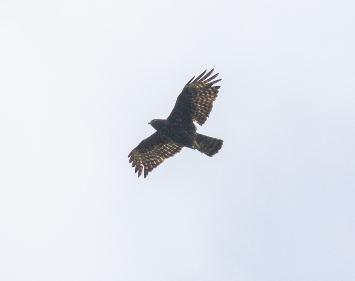 Ayres's Hawk-Eagle - ML644497194