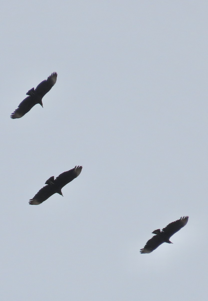 Rabengeier - ML644497217