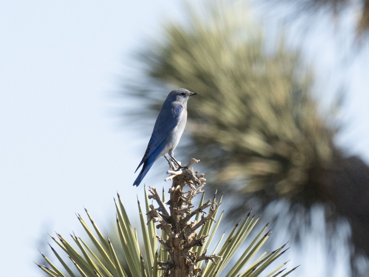 Merlebleu azuré - ML644497218